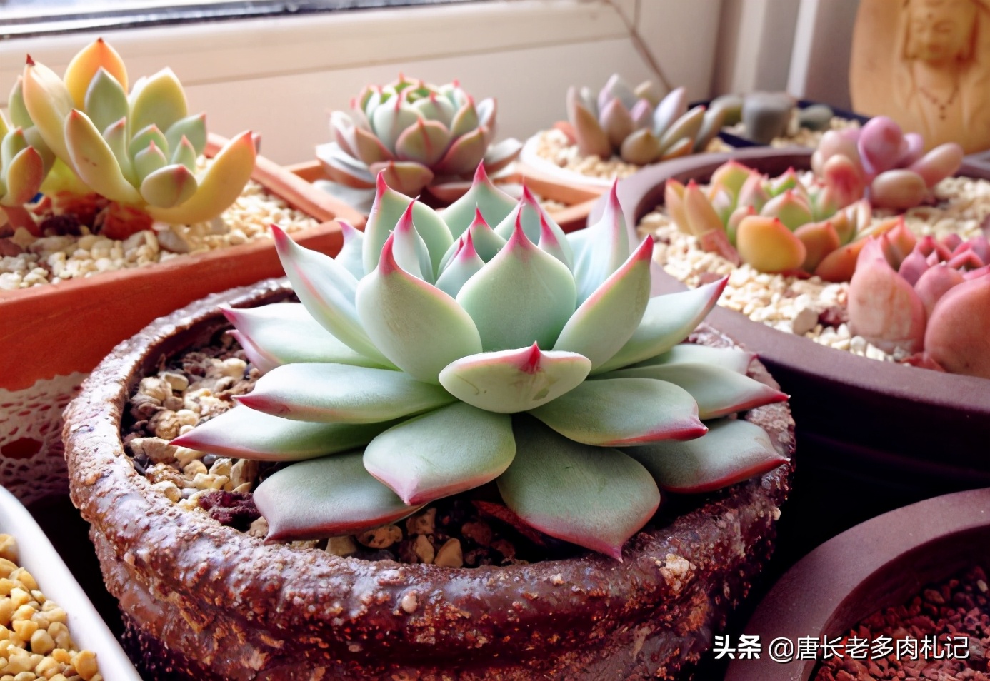 多肉吉娃莲怎么爆头最快,多肉吉娃娃叶片薄怎么办