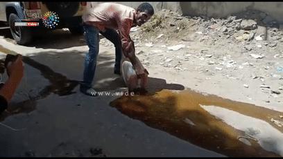 木乃伊泡水里吗,木乃伊泡水喝