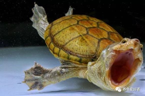 加温养龟死亡原因,为啥龟养着养着就突然死了