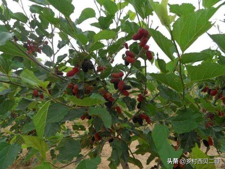 桑树种植技术资料大全,致富经桑树种植技术