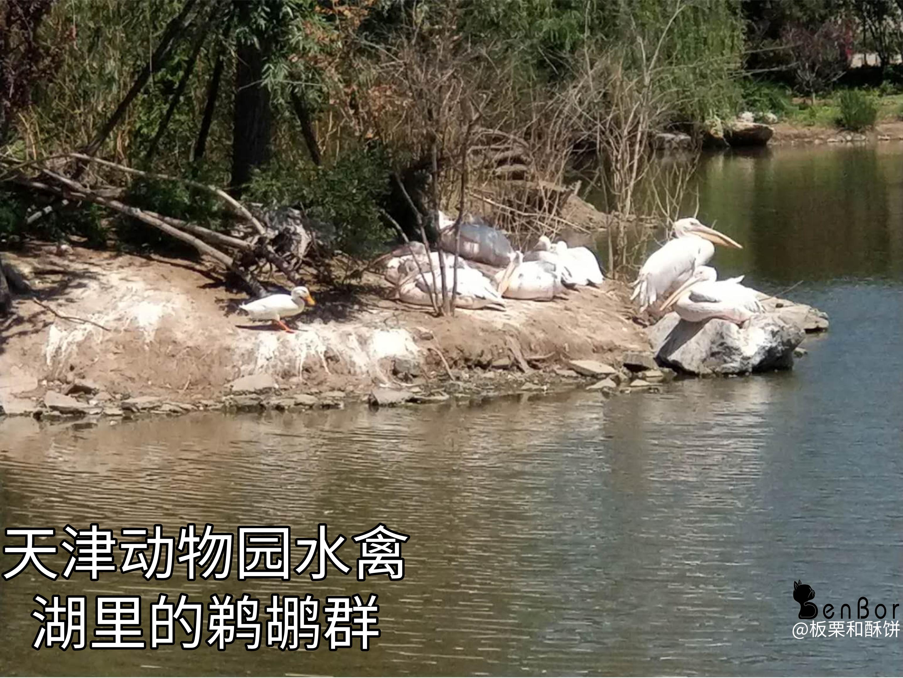 看起来威武霸气,其实比谁都嘴欠,带你了解鹈鹕的生活