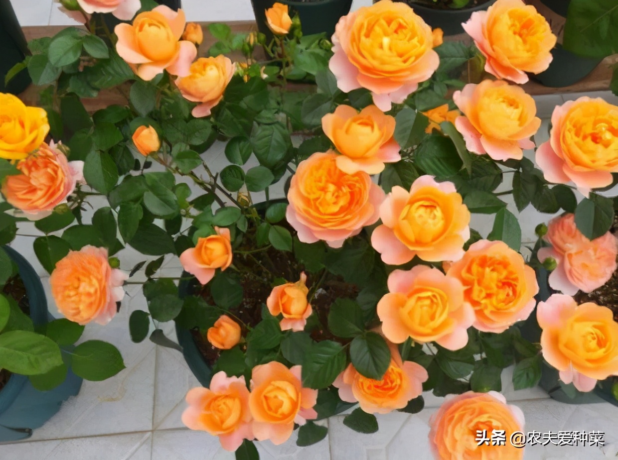 最好看的几种月季花,哪种月季花好养也好看