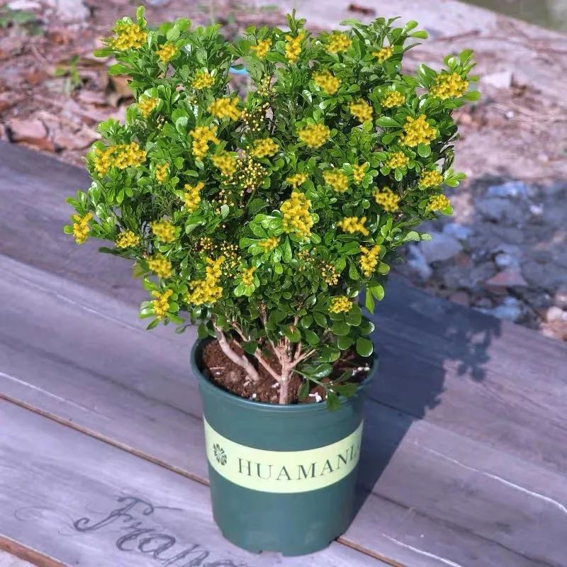 冬天室内怎样养米兰,春季怎么养护米兰能多开花