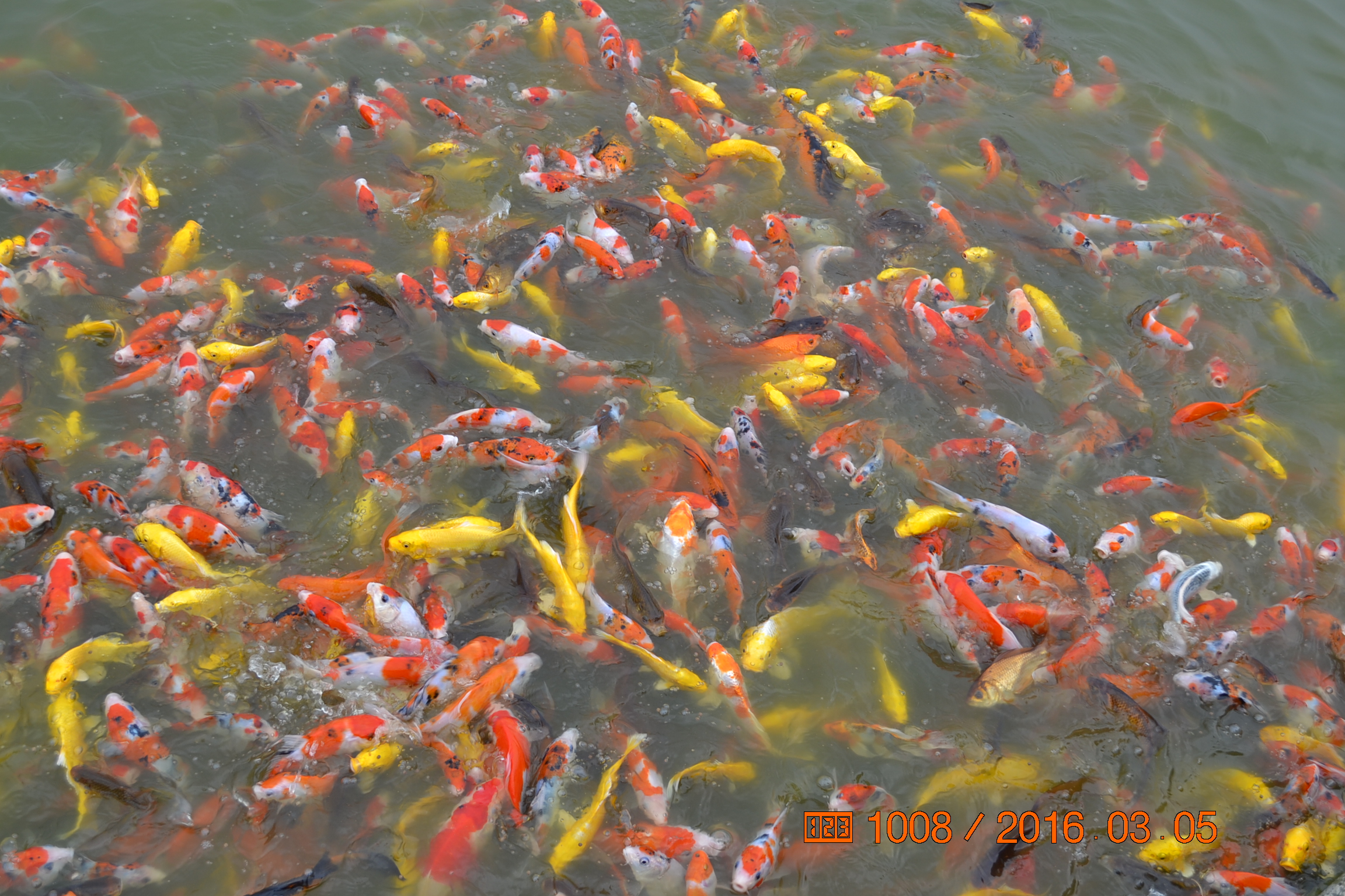 湖南最好的锦鲤养殖基地,湘潭锦鲤养殖