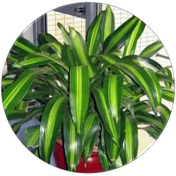 全部金木水火土五行五系植物介绍,五种植物代表五行