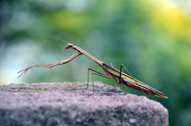 昆虫界美丽又残酷的天生杀手,昆虫界最厉害的杀手是什么