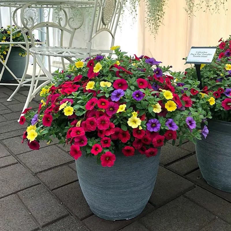 5种花超好养漂亮上档次,这5种花适合春天养