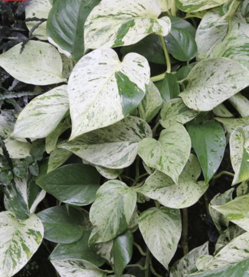 好看的皇后植物,皇后花卉名称