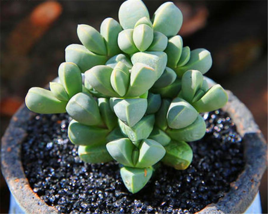 鹿角海棠干瘪怎么办冬天会冻死吗,多肉鹿角开花了怎么办