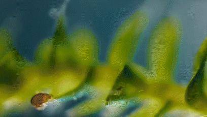 地球最强生物水熊坠落月球或幸存,地球最强的生物降临月球