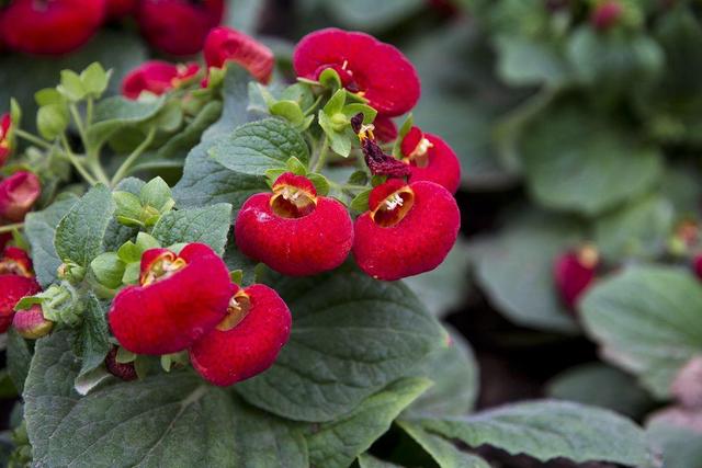 这款荷包只能种，却不能用，实用性不强喜欢的人却一大把