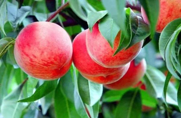 桃树镰刀菌防控技术