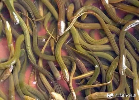 黄鳝鱼养殖技术与利润,黄鳝养殖技术和池子的建造