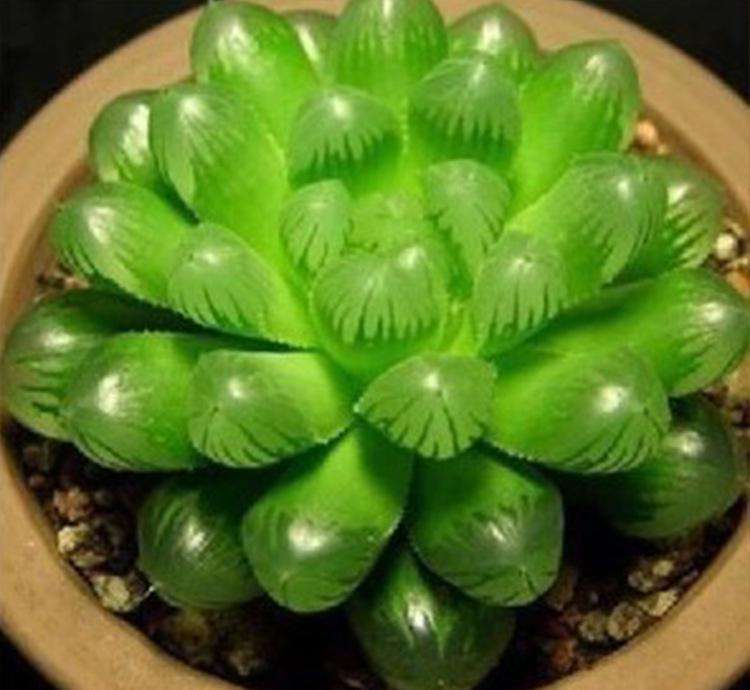 多肉玉露叶子枯萎怎么办,多肉玉露叶子变黑怎么办