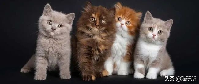 8个猫咪「性」的冷知识，务必背着主子看