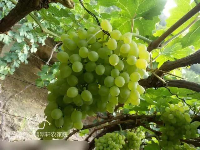 昌黎葡萄沟清泉山庄民宿农家院,北戴河海滨农家院住宿