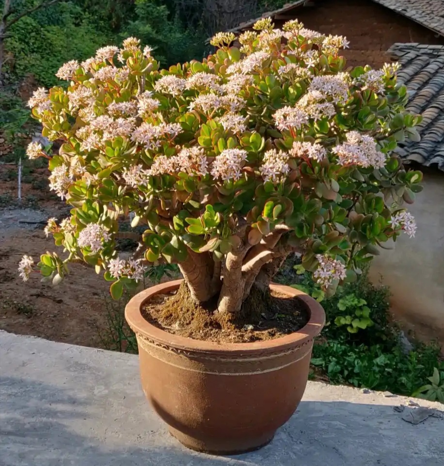 人养花一时养人一生,人养花同时花也养人