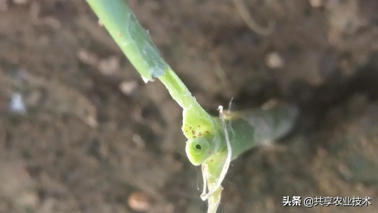 河北行唐：大姜地蜗牛治不治