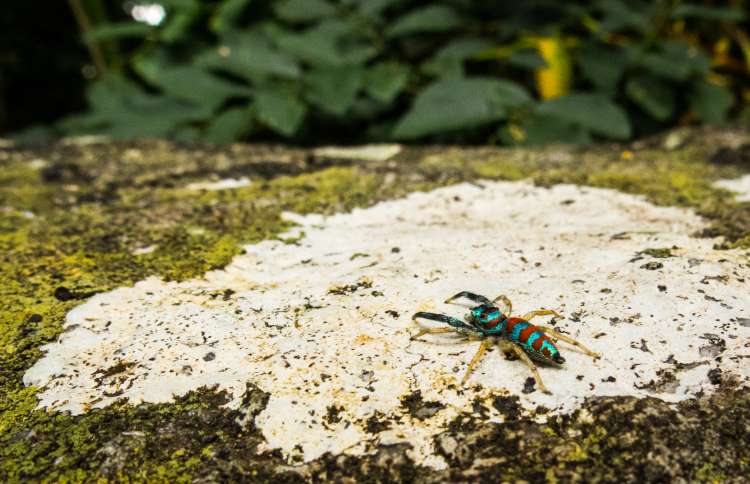 世界上十二种颜色华丽的动物,令人惊艳的17种动物绝对罕见