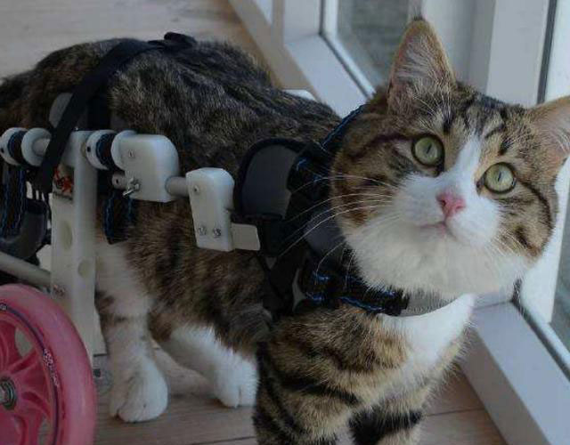 猫咪腿断了自愈后怎么做康复锻炼,猫咪生病不严重可以自愈吗