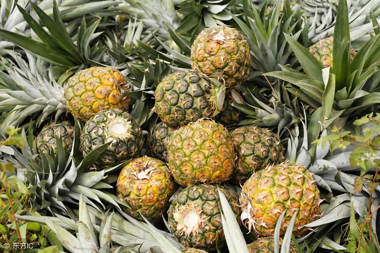 科普一下凤梨与菠萝,凤梨真的颠覆了我对菠萝的认知