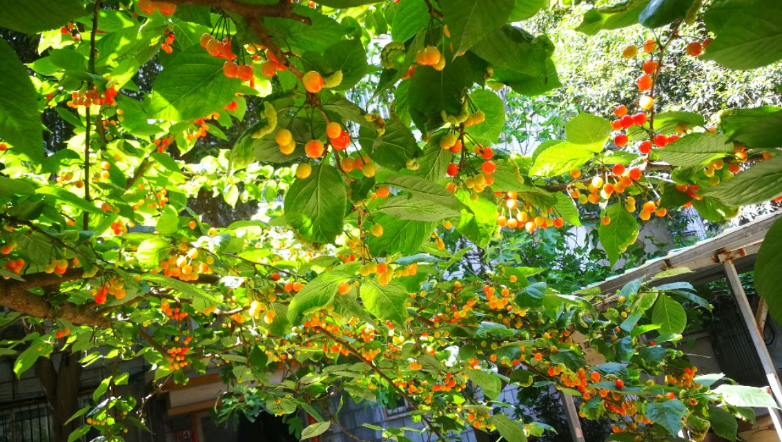 野樱桃树上面长的黑疙瘩是什么,樱桃树上面结满了樱桃图片