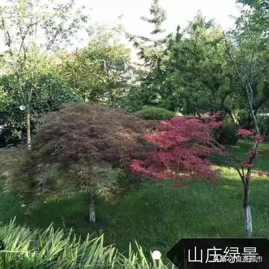 莲花山庄华山,华山莲花坪山庄