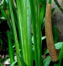 在水一方植物园,在水一方花卉