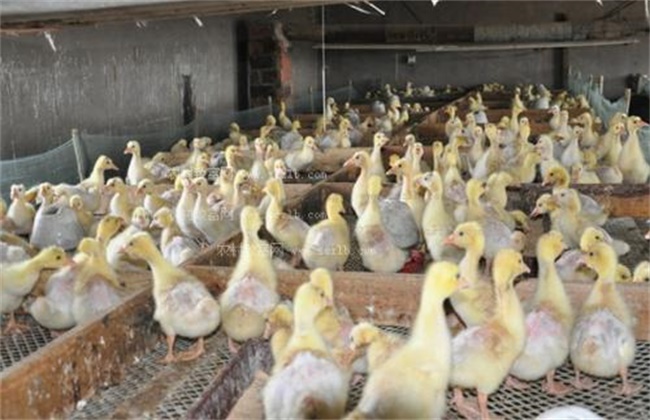 大鹅掉毛是什么原因,鹅上面的毛怎么处理