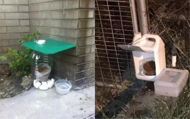 流浪猫百分之90都熬不过冬季,喂养流浪猫时流浪猫害怕怎么办