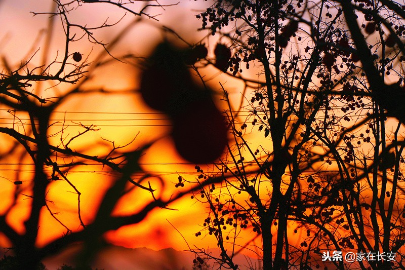 秋天家门口的柿子美景图,秋天的柿子是思乡的柿子
