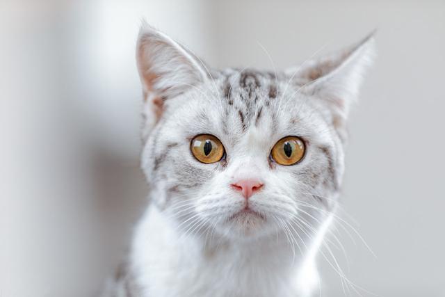 可以导致猫咪死亡的传染病,猫咪常见的四种传染性疾病