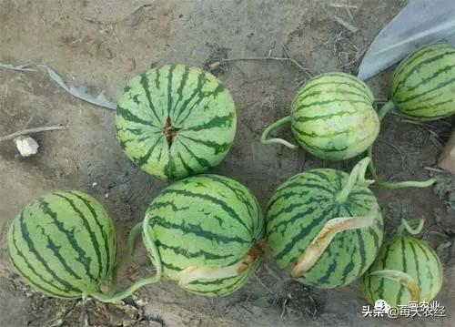 露地西瓜裂瓜的原因与防治,介绍大田西瓜裂瓜的原因怎么管理