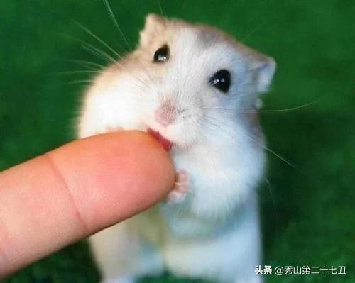 十大最省心又好养的宠物排行,公认十大好养又便宜的宠物