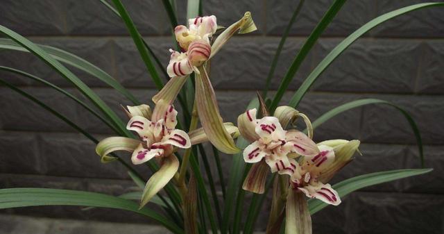 四川160万的天价兰花,四川旺苍珍稀野生兰花濒临灭绝