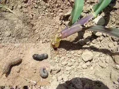 玉米苗期病虫害的防治,玉米苗期病虫害图片