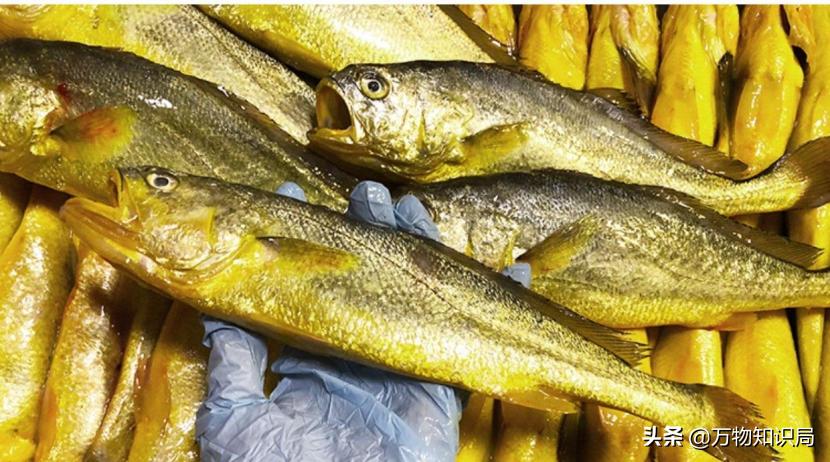 从喂鸡喂鸭到一条11万,我国狠心流放30年,为何还救不起一条鱼?