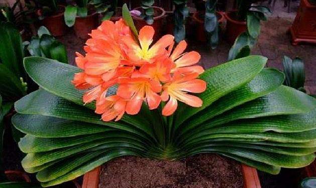 给君子兰施肥在浇水前还是浇水后,养君子兰要阶段性施肥