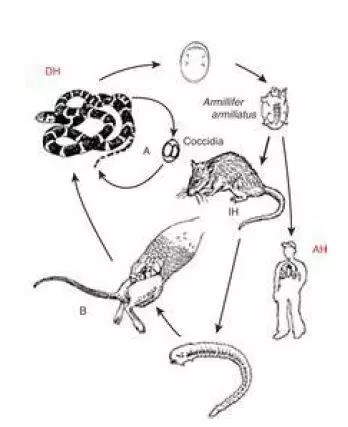 龟拉稀就是肠胃炎吗?还有可能是你不知道的寄生虫!