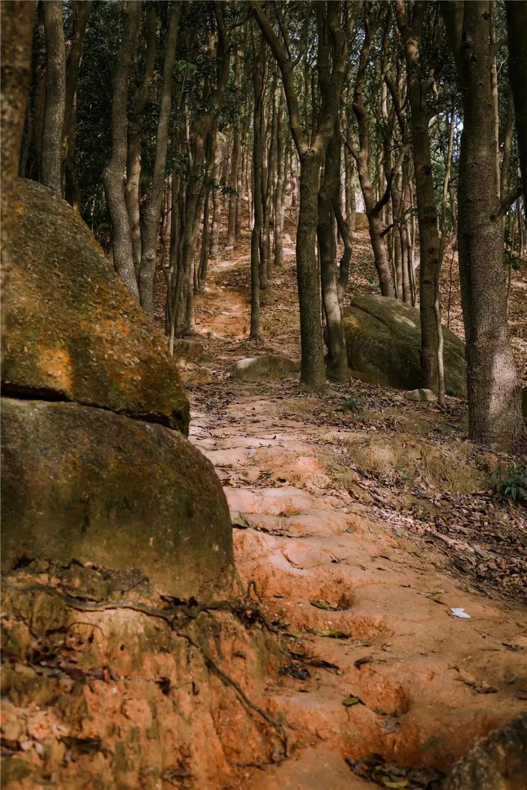 深圳首条手作“原始登山道”,人少好爬景色超美…过年去哪不用愁
