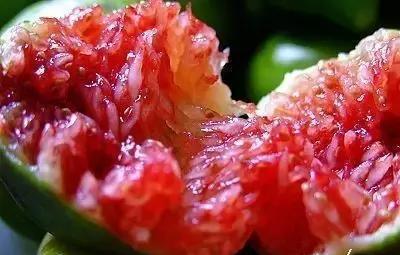 无花果种植棚,建一个无花果冷棚需要多少钱