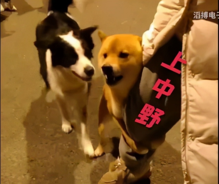 bo承认假赛,bo为什么承认自己假赛