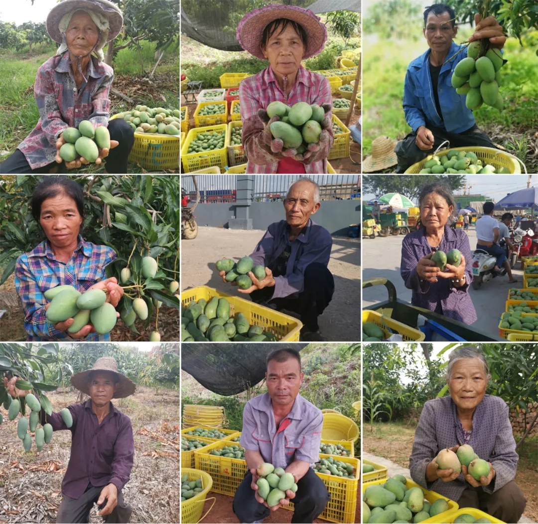 疫情严重果农沙糖桔卖不出去,疫情防控造成红薯滞销