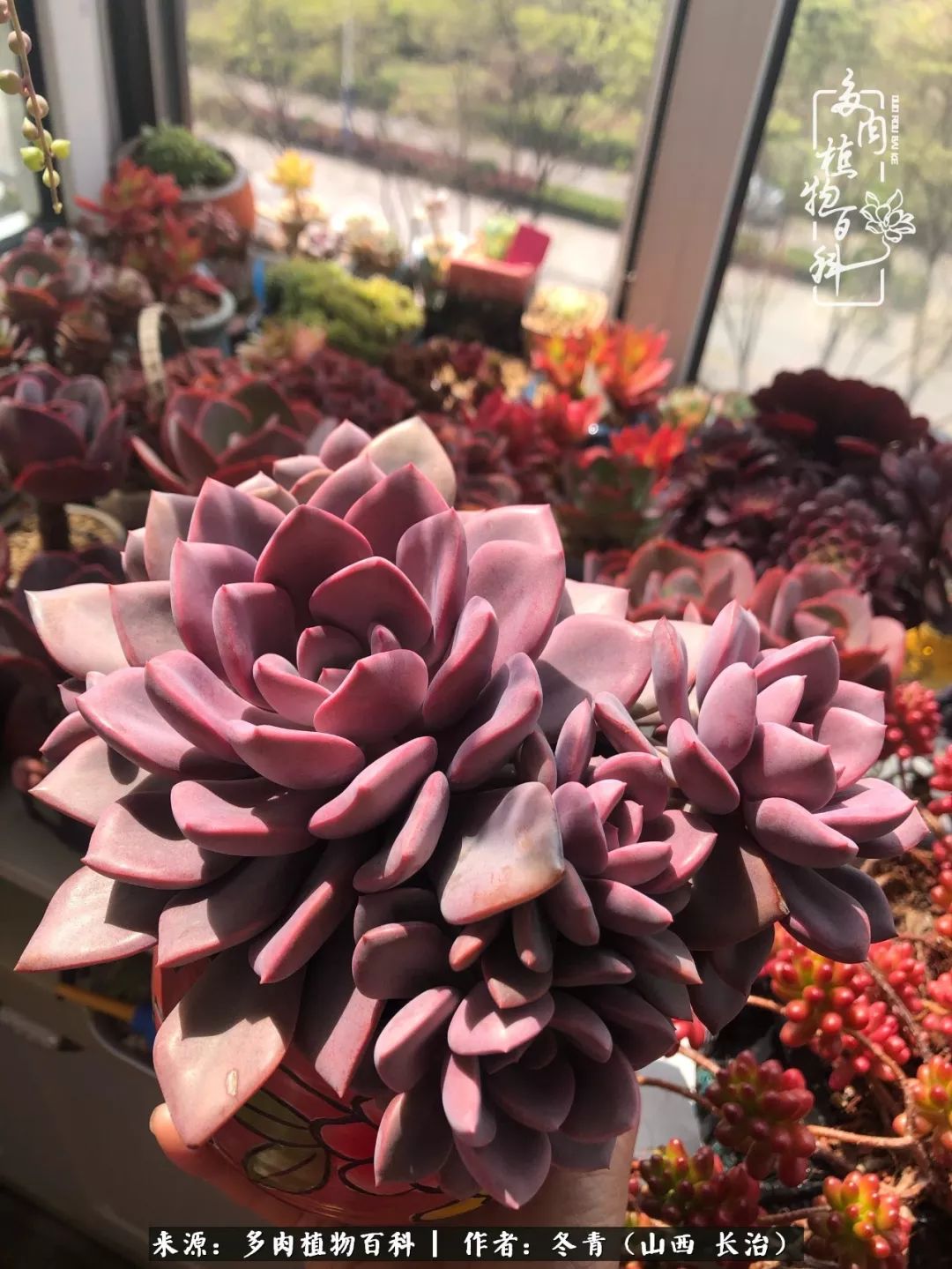 新手养多肉知道这4点打好基础,阳台上养多肉的正确方法