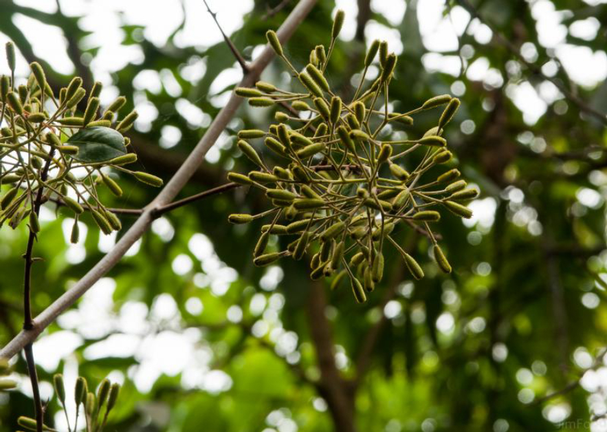 捕鸟树“杀鸟为乐”，忘记传播种子，被进化带偏的物种有多可怕？