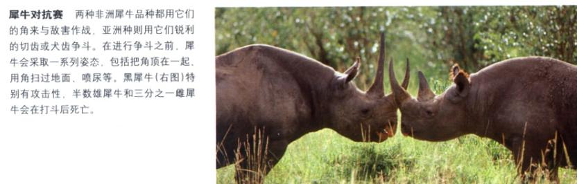 犀牛是否是牛科动物,动物大百科介绍之犀牛