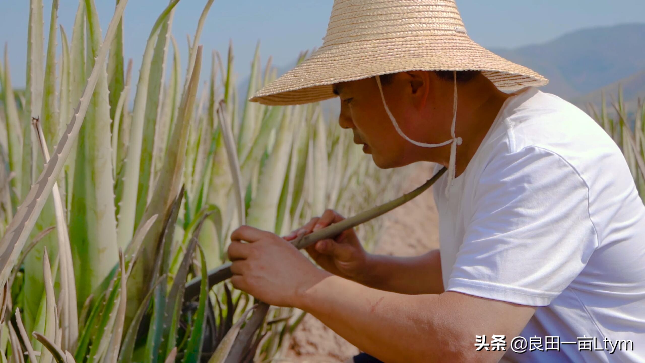 “活着的芦荟护肤品”，你来云南元江看一次芦荟海就够了