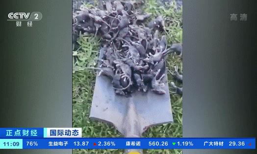 一天抓100只耗子,一天抓百来只田鼠