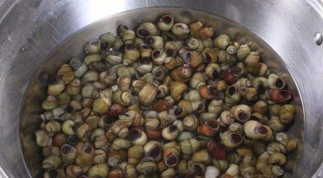 如何让田螺快速吐泥沙？不要再傻傻的用盐了，用它泥沙吐得更彻底