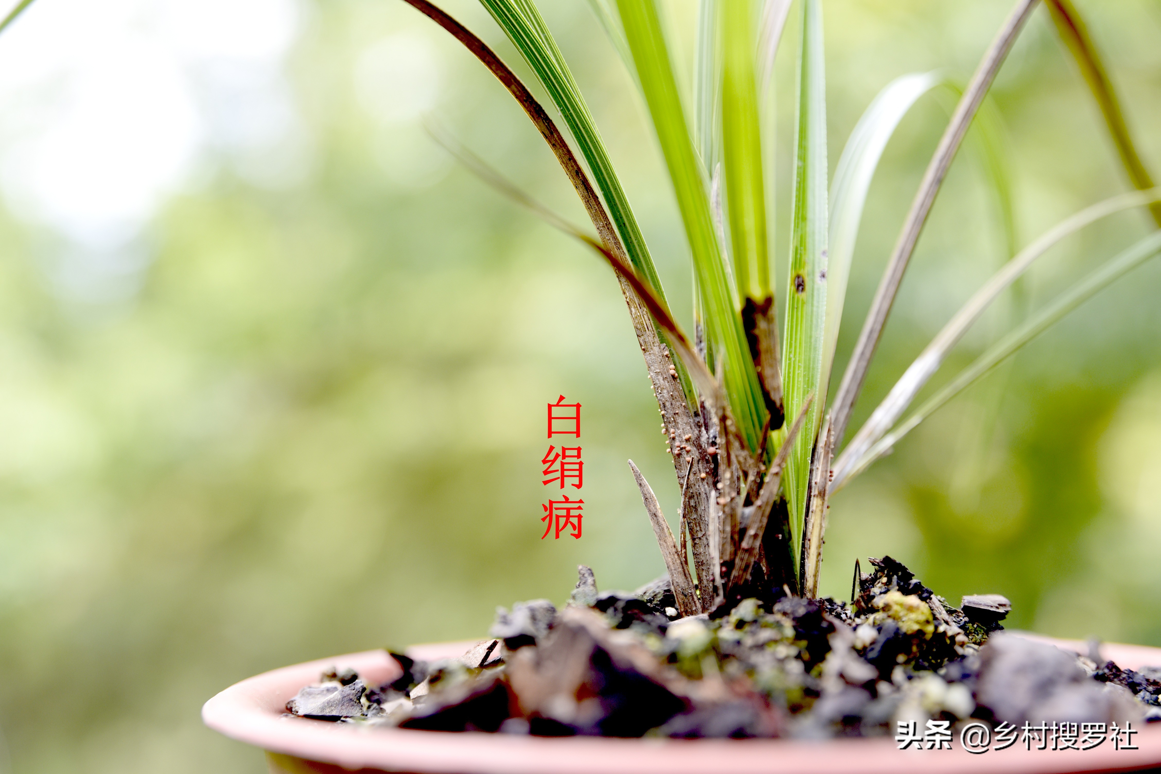 兰花高种好还是低种好,怎样种植兰花才让它又茂盛又高大